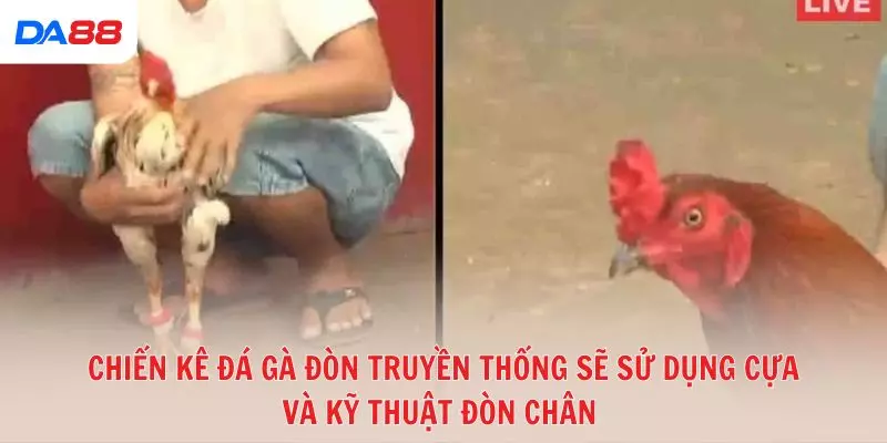 Chiến kê đá gà đòn truyền thống sẽ sử dụng cựa và kỹ thuật đòn chân